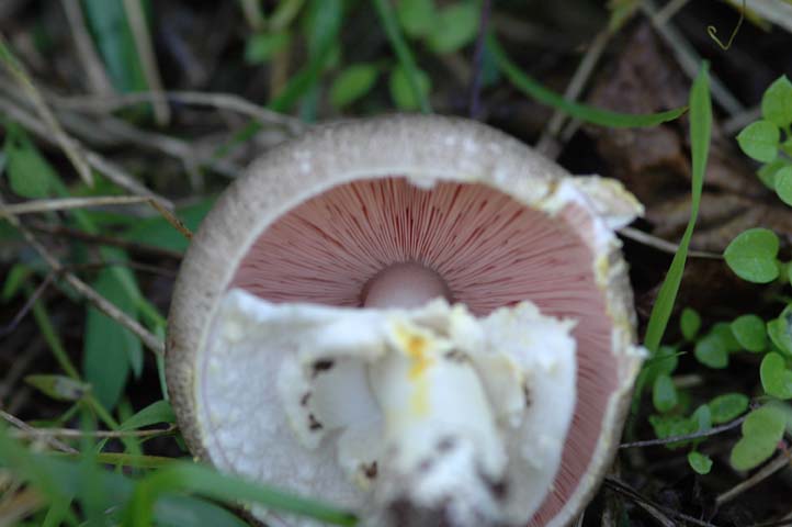 Agaricus campestris?
